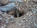 Tatantula Hawk attacks Tarantula-#2-The Kill Tatantula Hawk attacks Tarantula-#2-The Kill