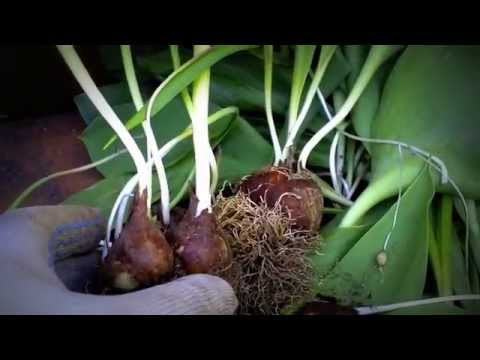 how to fertilize spring bulbs