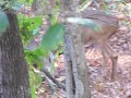 Two bucks fighting in Arkansas