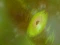 war of the worlds remix