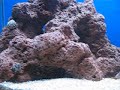 Meu aquario marinho com 65 litros e 30 dias de montagem. 