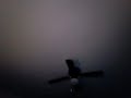 Fan One