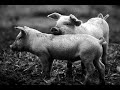 los originales  de san juan  deje de engordar marranos