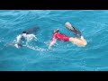 WildQuest - Swimming with dolphins 2013