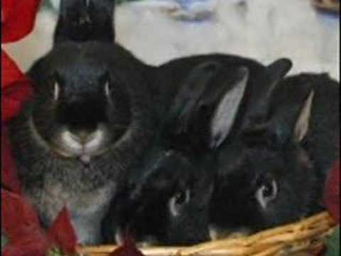 39 Reasons to adopt  (Part 2)