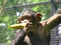 Chimp Celebrates 10th Birthday