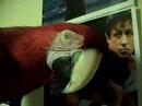 My parrot Deago