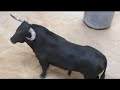 Desembarco toros corrida 250707 Vitoria-Gasteiz