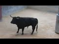 Desembarco toros corrida 250707 Vitoria-Gasteiz