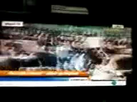 نيك امريكي