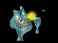 Clips from LDL Receptor Pathway Presentation Clips from LDL Receptor Pathway Presentation