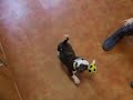 Matzoball Playing With New Ball (English Bulldog)