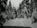 Snow Wheelin\'
