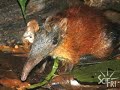 Meet A Giant Elephant-Shrew Meet A Giant Elephant-Shrew
