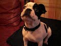 Alibi, bouledogue français, et la cuisse de poulet pouet pouet Alibi, bouledogue français, et la cuisse de poulet pouet pouet