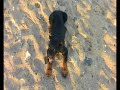 Can, Mi Querido Cachorro de Rottweiler