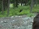 Bear Sighting in Whistler