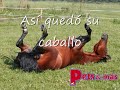 para martin 4 para martin 4