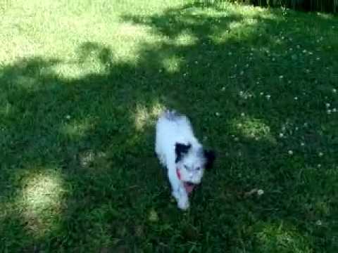 RC is a great puppy and an awesome friend !!