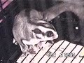Sugar Glider