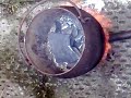 Melting Lead for fishing weights! Melting Lead for fishing weights!