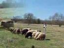 Nefi learns herding Nefi learns herding