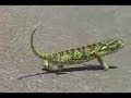 green raper green raper
