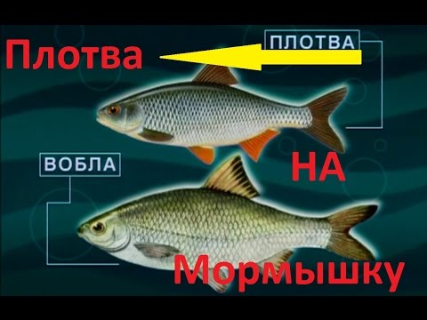 диалоги о рыбалке видео красноперка диалоги о рыбалке видео красноперка