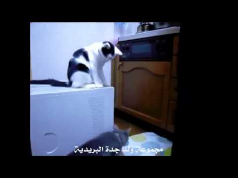 شوف كيف وهــق اللي ورا