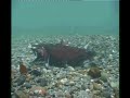 REPRODUCCION DEL SALMON COHO