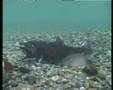 REPRODUCCION DEL SALMON COHO