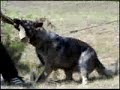 Dog Training Seminar for Ukraine Police K-9.