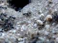Ants at work