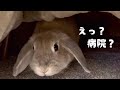 病院に連れて行かれたうさぎ。こたつに逃げたその後…