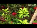 Gail & Don Clowe: Central Texas Gardener