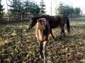 TROTTERS TORDIS Olivia & Bella, Konie kłusaki, TORDIS HORSES