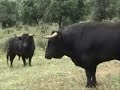Coordinadora Taurina Pontevedra en Urda - Toros y Vaquillas