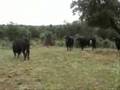 Coordinadora Taurina Pontevedra en Urda - Toros y Vaquillas
