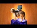 Billy Mays Dog Featuring Ryan Fawcett Billy Mays Dog Featuring Ryan Fawcett