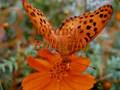 Orange Butterfly - Ju Die