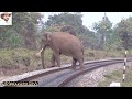 Elephant & Rail Line Conflict VDO by Jasoprakas.