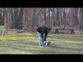 videos de Boxer Nala - Boot Camp Dog Training Graduate