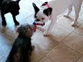 3 pound Yorkie wins Tugowar with two Frenchbullies