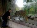 pittsburgh zoo tiger plays with kid