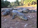 Brazil Pantanal feeding Caimans