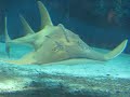 Guitar Shark @ Okinawa Churaumi Aquarium 2009