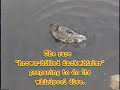  Duck Whirlpool