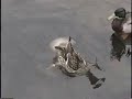 Whirpool Duck
