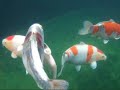 Koi carp Koi carp