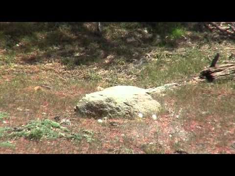 Видео стрельбы из Crosman Benjamin Discovery 0 Видео стрельбы из Crosman Benjamin Discovery